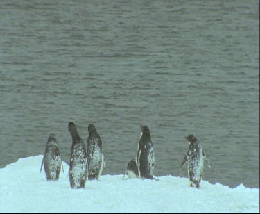 Adelie penguin group snowing.