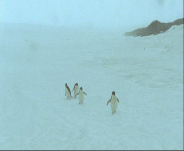 Whiteout, snowing storm with group of Adelie penguins walking across ice and snow.