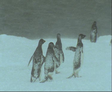 Whiteout, snowing storm with group of Adelie penguins walking across ice and snow. Shaking to keep warm