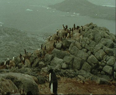 Adelie penguin rookery on rocky promontory. Snowing
