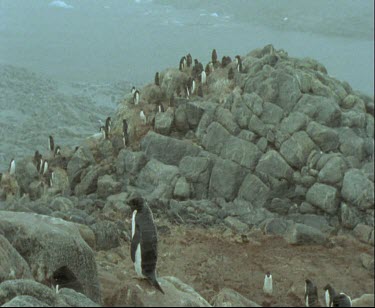 Adelie penguin rookery on rocky promontory. Snowing
