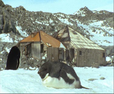 Adelie penguin on belly in front of Mawson's huts. Sunning itself.
