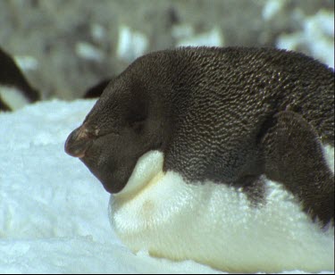 Adelie penguin resting, sleeping