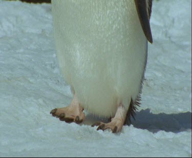 Close Up Adelie Penguin feet waddling