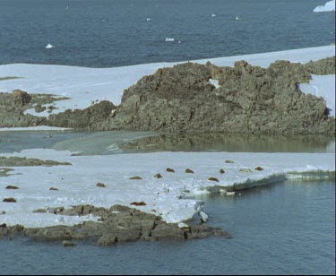 Seals basking on ice