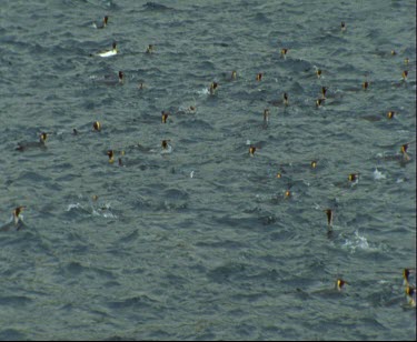 Big group of King Penguins swimming