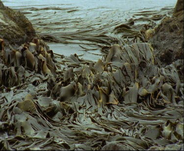 Beached seaweed. Lots of it. Tilt up to Macquarie Island. Kelp beds.