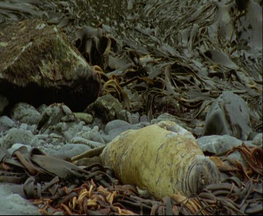 Elephant Seal moulting sleeping on mound of beached seaweed kelp beds.