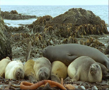 Elephant seals in a row, sleeping, another elephant seal lies on top of them