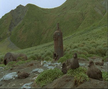 Nesting skuas