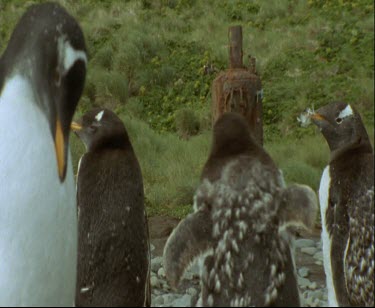 Moulting Gentoo penguin chicks