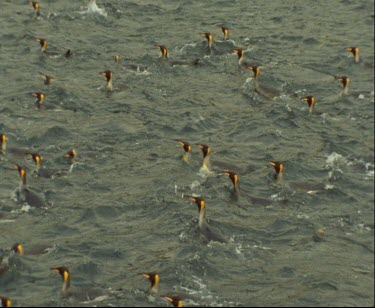 Macquarie Island. Australian Sub-Antarctic base. King penguins in foreground splashing in the water. Swimming, porpoising, leaping out of the water, flying