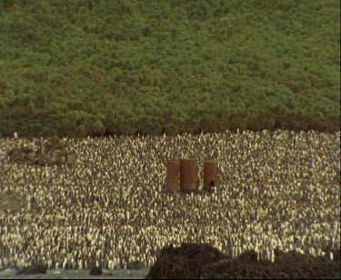 Long shot of Royal Penguin colony. Thousands of penguins crowded on beach