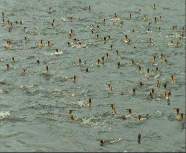 Large group of King Penguins swimming