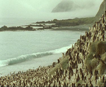 Royal Penguin colony on beach Macquarie Island. Penguins even on very steep slope.