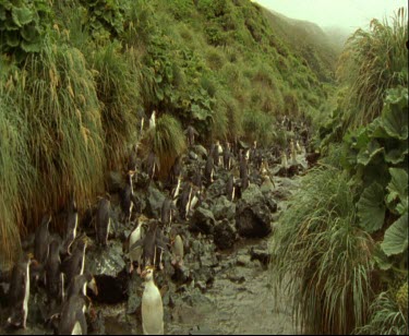 Royal Penguins hopping over rocks in stream. Penguin highway