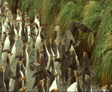 Albatross chases Royal penguins.  Threads its way through penguin colony disrupting the peace.