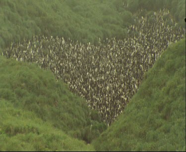 Large group of penguins nestled together in a misty valley