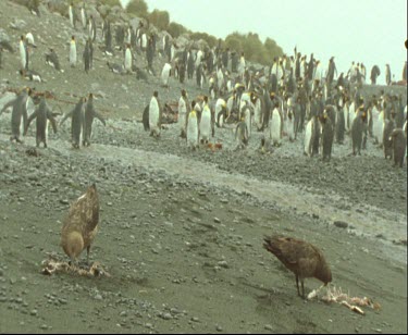 Skua scavenging on rabbit carcass. King Penguins in background.