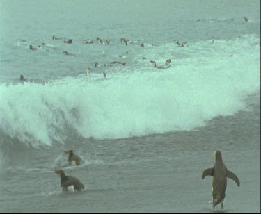 Royal penguins entering ocean, playing in the surf. Surfing