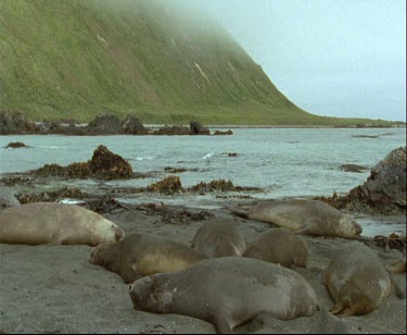 PAN Elephant seals. Fighting.