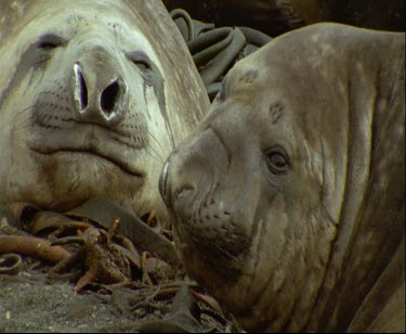 Elephant seals sleeping