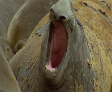 Elephant seal moulting yawning