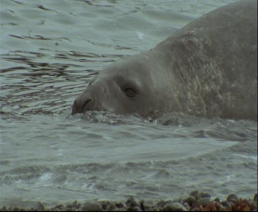 Elephant seal in shallow water, waves crashing over it.