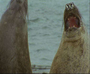 Elephant seals. Fighting.