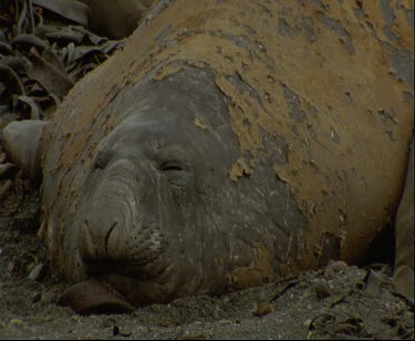Elephant seal moulting tilt up to other seals on kelp bed.
