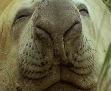 Elephant seal sleeping face to camera.