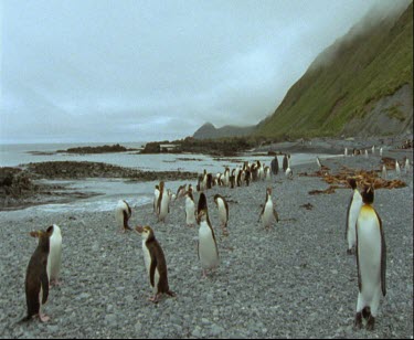 Large group of king penguins and royal penguins together on beach .