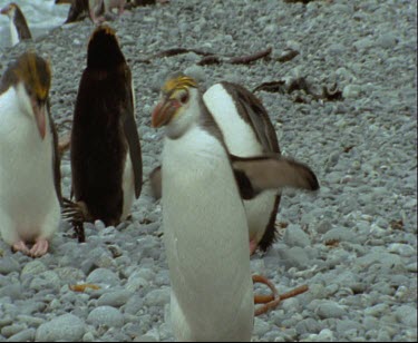 Group of king penguins and royal penguins together on beach .