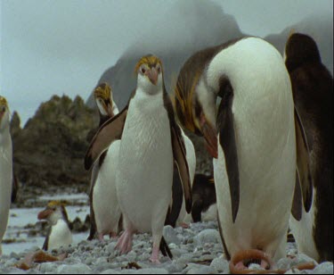 Royal penguin preening