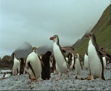 Group of royal penguins waddling