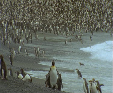 Royal penguins on beach. Large group, thousands.
