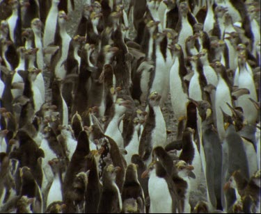 Albatross chases Royal penguins.  Threads its way through penguin colony disrupting the peace.