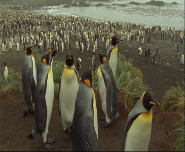 King penguins with large colony of Royal penguins in background.