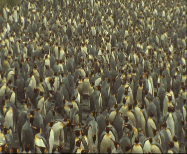 Roosting king penguin colony. Very large group of penguins, thousands of them.