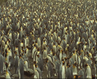 Roosting king penguin colony. Very large group of penguins, thousands of them.