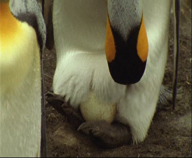 Brooding egg on feet, egg keeps warm in brood patch.