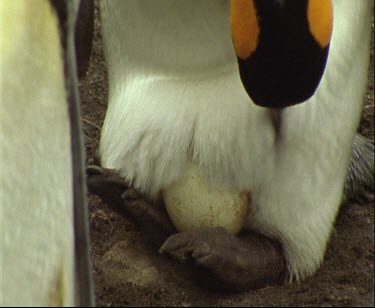 Brooding egg on feet, egg keeps warm in brood patch.