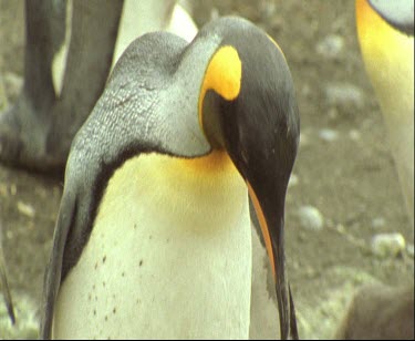 Head of one king penguin