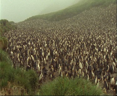 Royal penguin colony