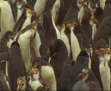 Royal penguins zoom out to show thousands large group of penguins in colony