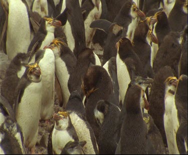 Royal penguins zoom out to show thousands large group of penguins in colony