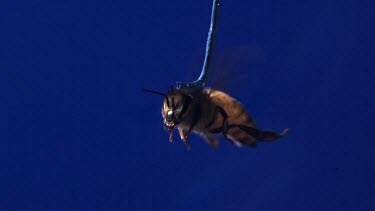 Medium Shot Honey bee flying against blue screen. See wings moving