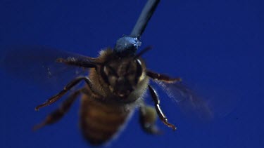 Close Up Honey bee flying against blue screen towards camera. See wings moving