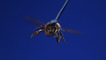 Medium Shot Honey bee flying against blue screen towards camera. See wings moving