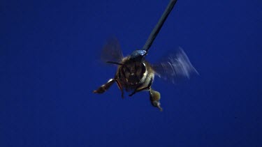Medium Wide Shot Honey bee flying against blue screen towards camera. See wings moving